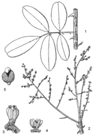 Linedrawing Zanthoxylum zanthoxyloides.gif