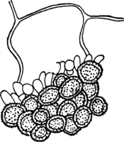 Melampsora alpina Juel. Abb0145-R (Gäumann 1959, Rostpilze Mitteleuropas).png