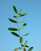 Leaves of Hypericum perforatum L. subsp. perforatum (photo Andrea Moro 2005)