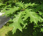 Leaves of Quercus rubra L. (photo Andrea Moro 2006)