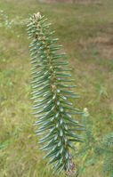 Abies pinsapo Boiss. – Photo: Andrea Moro 2008, Dryades TSB58402.jpg