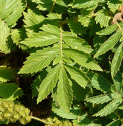 Leaf of Agrimonia procera Wallr.