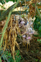 Garlic being dried.jpg