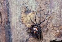 Latrodectus mactans IPM1528008.jpg