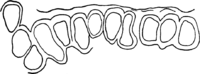 Melampsora euphorbiae dulcis Otth. Abb0160 (Gäumann 1959, Rostpilze Mitteleuropas).png