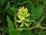 Astragalus glycyphyllos JuliaKruse 4.jpg