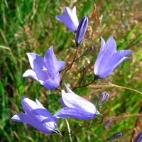 BEQ PD Campanula rotundifolia.jpg