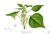 Boehmeria nivea Blanco2.385.png