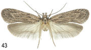 Depressariinae (10.3897-zookeys.684.13383) Figure 43.jpg