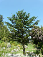 Abies nebrodensis (Lojac.) Mattei – Photo: Andrea Moro 2008, Dryades TSB55368.jpg