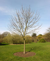 Acer platanoides L. – Photo: Andrea Moro 2009, Dryades TSB62533.jpg