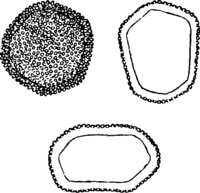 Melampsora allii-fragilis Kleb. Abb0137-1 (Gäumann 1959, Rostpilze Mitteleuropas).png