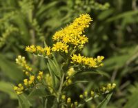 Solidago gigantea D.jpg