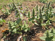 20180421Ajuga genevensis2.jpg