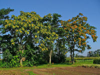 Ailanthus altissima 001.JPG