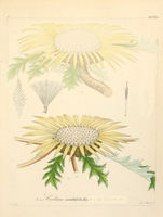 Carlina acanthifolia - 001x.jpg