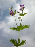 Plant of Geranium sylvaticum L.