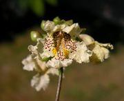 Catalpa bignonioides Walter