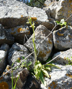 Habitat and owerview of Ophrys apifera Huds. (photo Andrea Moro 2008)