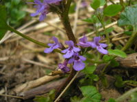 Glechoma hederacea JuliaKruse 3.jpg