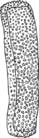 Gymnosporangium clavariaeforme (Jacq.) DC. Abb0999b (Gäumann 1959, Rostpilze Mitteleuropas).png
