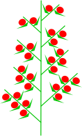 Inflorescences Muktispike Kwiatostan aehrenrispe.svg
