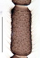 Leptosciarella trochanterata Antenna4.jpg