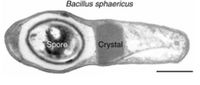 Lysinibacillus sphaericus INTech 2013.jpg