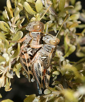 Oedaleonotus enigma BugGuide65857.jpg