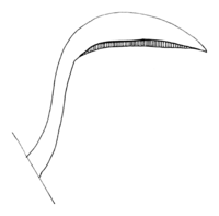 Polyporales-basiocarp-attachment-lateral.png