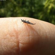 Ponticulothrips diospyrosi.jpg