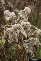 Solidago gigantea IPM5399659.jpg