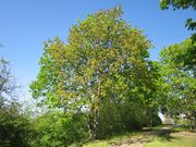 20130424Ahorn Hockenheim2.jpg