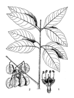 Combretum adenogonium PROTA drawing.png