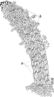 Cronartium ribicola J. C. Fisch. Abb0077 (Gäumann 1959, Rostpilze Mitteleuropas).png