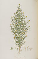 Dittrichia graveolens.jpg