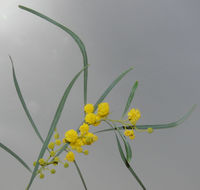 Acacia pycnantha Benth. – Photo: Andrea Moro 2008, Dryades TSB52618.jpg