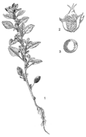 Linedrawing Amaranthus graecizans.gif