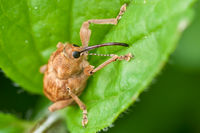 Curculio nucum 05 (MK).jpg