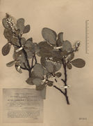 Herbarium sheet of Salix crataegifolia Bertol. (photo Dryades project)