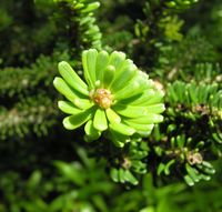 Abies koreana E.H. Wilson – Photo: Andrea Moro 2007, Dryades TSB45466.jpg