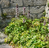 Acanthus mollis L. – Photo: Andrea Moro 2008, Dryades TSB54979.jpg