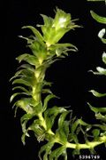 Hydrilla verticillata IPM5396749.jpg