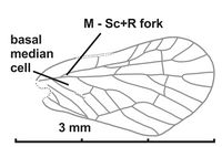 Levu pallescens forewing.jpg