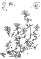 Linedrawing Alternanthera sessilis.gif