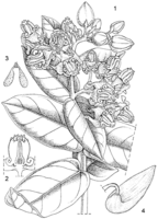 Linedrawing Calotropis gigantea.gif