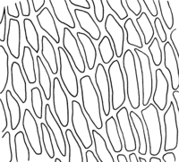 Polyporales-pore-shape-elongated.png