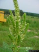 Amaranthus hybridus IPM5225075.jpg