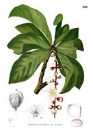 Barringtonia racemosa Blanco2.240.jpg