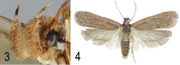 Depressariinae (10.3897-zookeys.684.13383) Figures 3–4.jpg